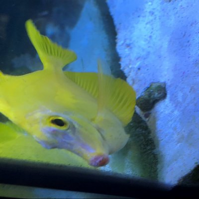 YellowTang.jpg YellowTang.jpg