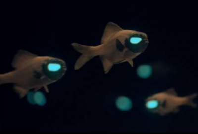 Flashlight Fish in Captivity