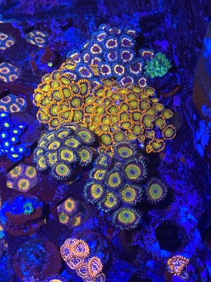 70F0C2CD-6B42-4CA6-AE34-AECF0B05AB97.jpeg 70F0C2CD-6B42-4CA6-AE34-AECF0B05AB97.jpeg