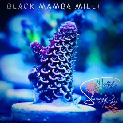 black mamba Millis.jpg black mamba Millis.jpg