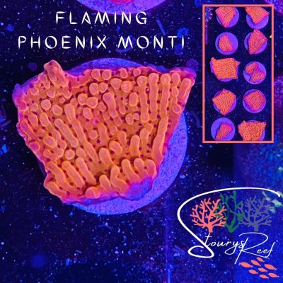 Flaming Phoenix Monti.jpg Flaming Phoenix Monti.jpg