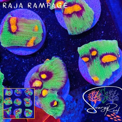 Raja Rampage.jpg Raja Rampage.jpg