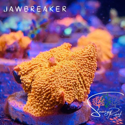 Jaw Breaker.jpg Jaw Breaker.jpg