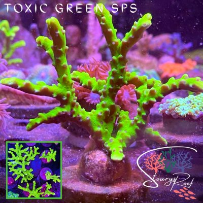 SPS.jpg SPS.jpg