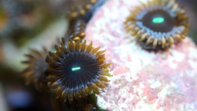Avenger zoa.JPG