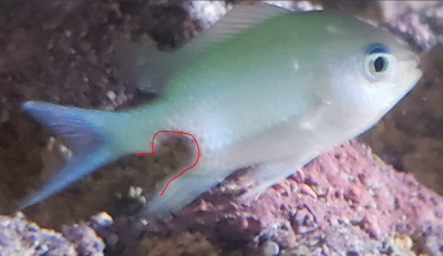Attacked_Chromis.PNG