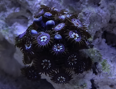 ZOAs.png