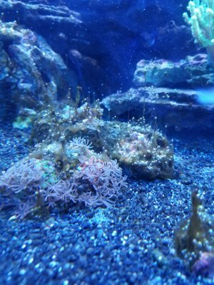 Aquarium Algae.jpg