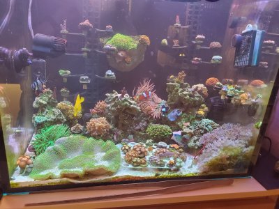 Reef Tank 11_8_2020.jpg