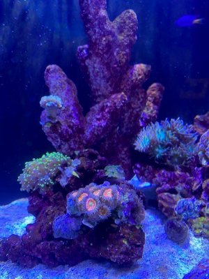 New Coral 3.jpg