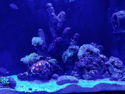 New Coral 2.jpg