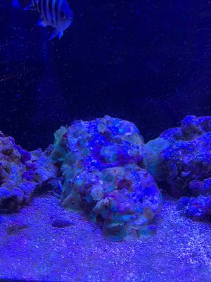 coral.jpg