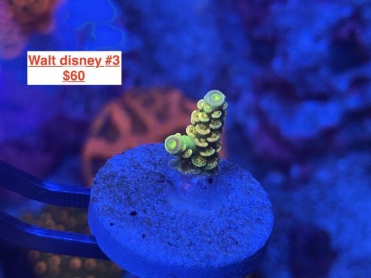 walt disney 3.JPG walt disney 3.JPG