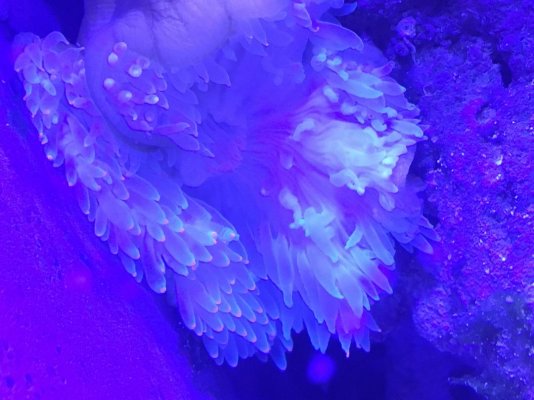 anemone 2.jpg