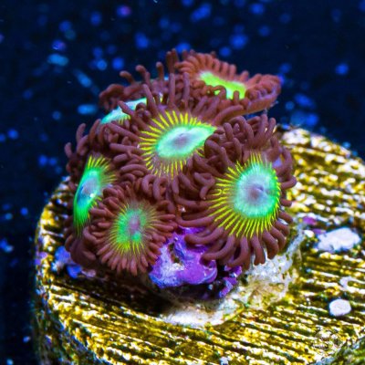 Lightning Bug Zoanthids.jpg