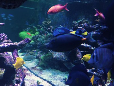 ImageUploadedByREEF2REEF1429895536.723285.jpg