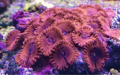 ImageUploadedByREEF2REEF1429895888.144387.jpg