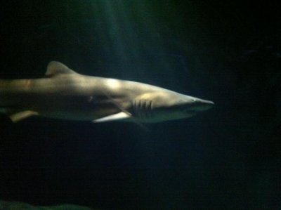 shark.Baltimore.jpg