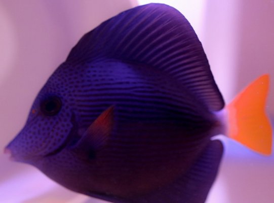 Purple Tang2.jpg Purple Tang2.jpg