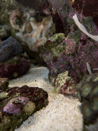 Things With Stings Reef | REEF2REEF Saltwater and Reef Aquarium Forum