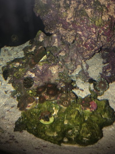 Algae 1.jpg