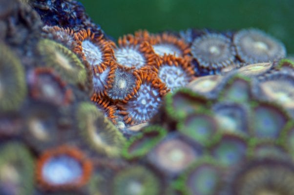 zoas in the mix.jpg