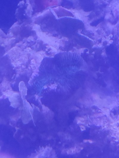 16084285217333304448700863841611.jpg