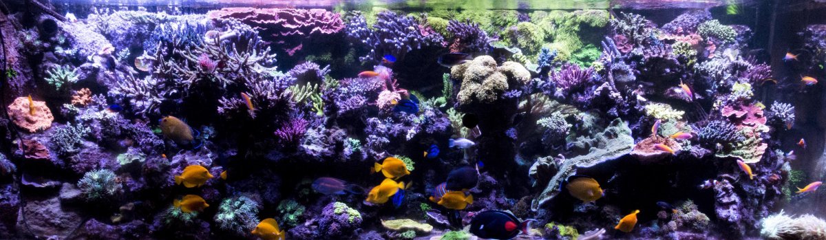 o2many 400g FTS reef March 2019 2.jpg