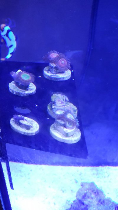 First Zoas.jpg