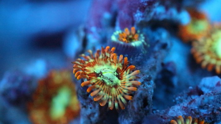 Magician zoa.JPG Magician zoa.JPG