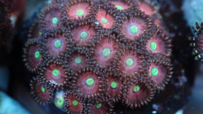 taiwan zoas.JPG taiwan zoas.JPG