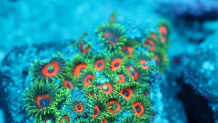 watermelon zoas.JPG watermelon zoas.JPG