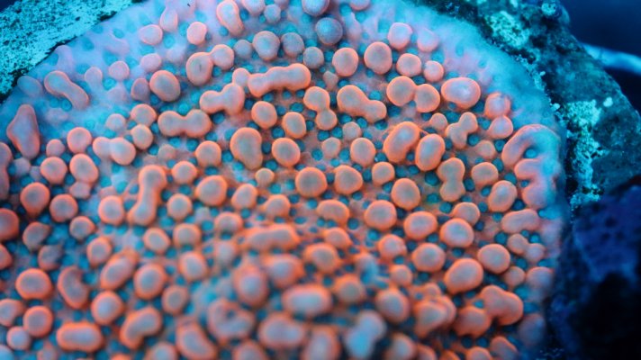 JF brain freeze colony.JPG JF brain freeze colony.JPG