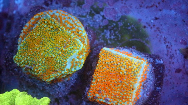 pebbles frags.JPG pebbles frags.JPG