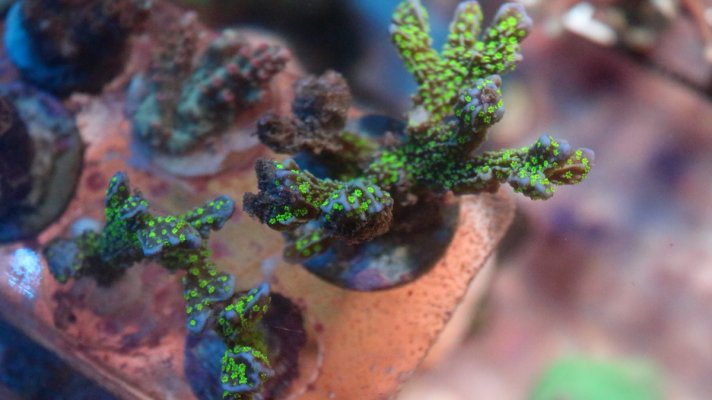 stellata frag.JPG stellata frag.JPG
