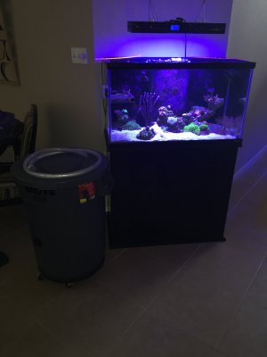 40 gallon rimless lagoon