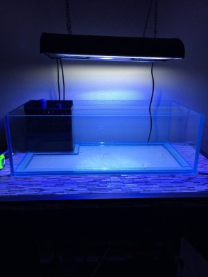 40 gallon rimless lagoon