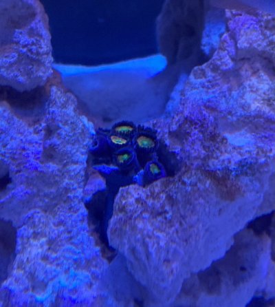 Candy Apple Zoanthid.jpg Candy Apple Zoanthid.jpg