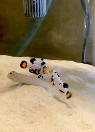 Mickey, Minnie, and Sushi.jpg Mickey, Minnie, and Sushi.jpg