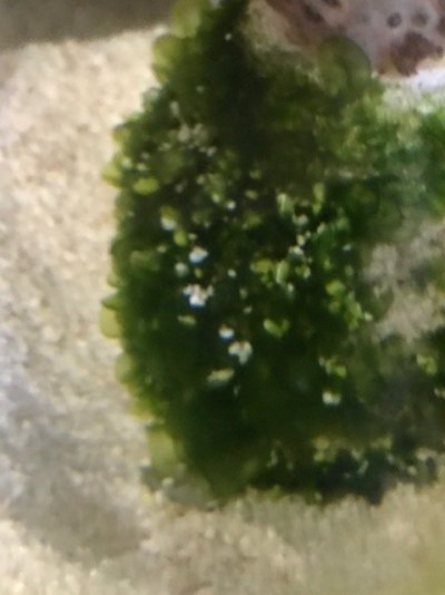 thumbnail_IMG_1875.jpg thumbnail_IMG_1875.jpg