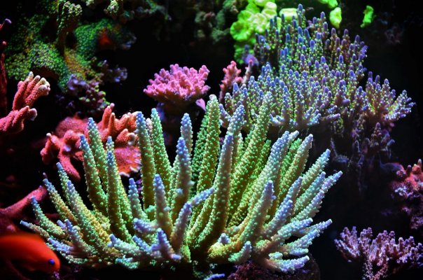 DSC_5500 RH corals.jpg