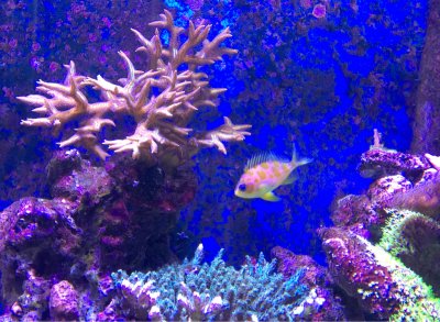 ImageUploadedByREEF2REEF1432738029.943988.jpg