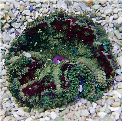 Carpet Anemone.PNG Carpet Anemone.PNG