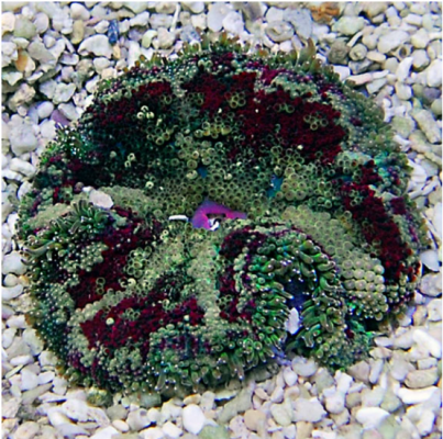 Carpet Anemone.PNG