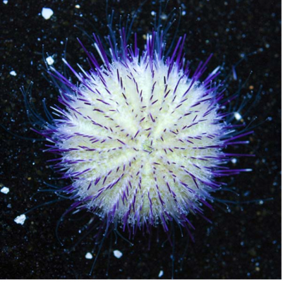 Pincushin urchin.PNG