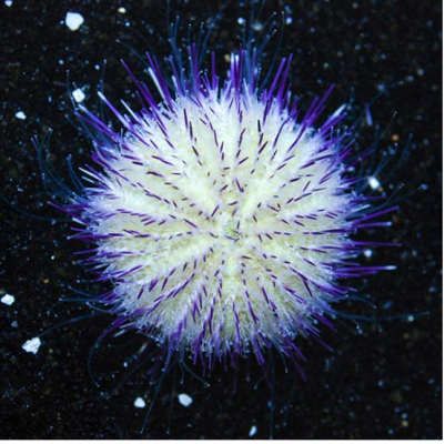 Pincushin urchin.PNG Pincushin urchin.PNG
