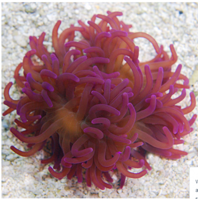 Purple Anemone.PNG Purple Anemone.PNG