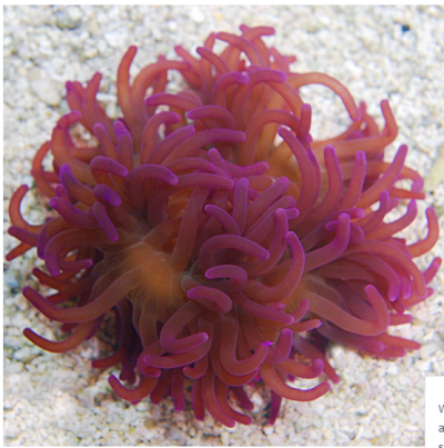 Purple Anemone.PNG