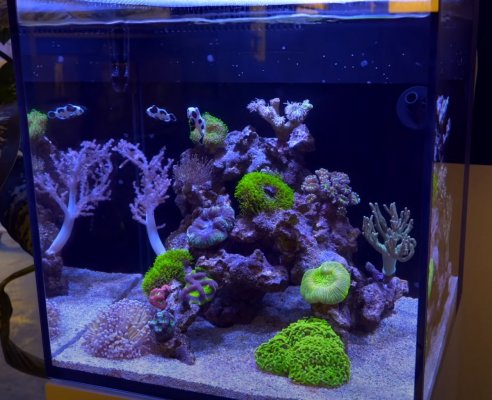 akvarium koraly.jpg