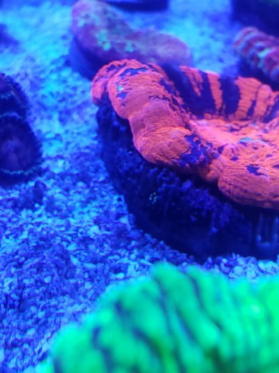 20210120_202509.jpg 20210120_202509.jpg